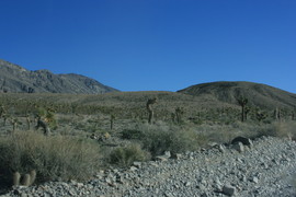 [Joshua Trees]