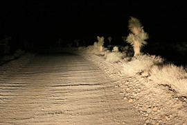 [Joshua Trees Heading Back, Stop 4]