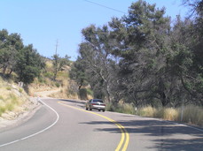 [Singed Trees from the Great San Diego Fire of 2003]