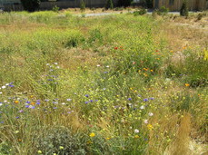 [Wildflowers Growing in a Lot!]