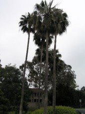 [Palm Trees, Southwest Corner]