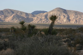 [Joshua Tree]