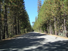 [Tree-Lined Road]