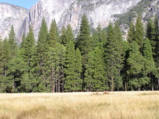 [Meadow and Trees]