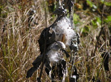 [Milkweed]